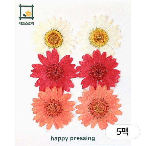 체크스토리 압화 마가렛컬러링 5팩묶음 압화팩 조화 수업재료 방과후수업 자연물놀이