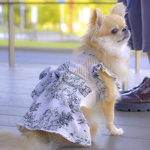 오네코사마 강아지 고양이 겸용 에어 컨디셔닝 선드레스