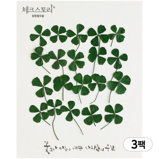 체크스토리 네잎클로버 꽃 압화 3팩세트