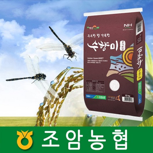 2024년 햅쌀 경기도 조암농협 수향미 10kg 경기미 햅쌀, 1개