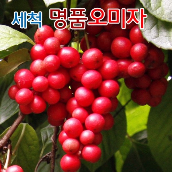 겨울에도 봄의 향기 가득! 냉동생오미자로 건강과 맛을 꽉 채우세요!