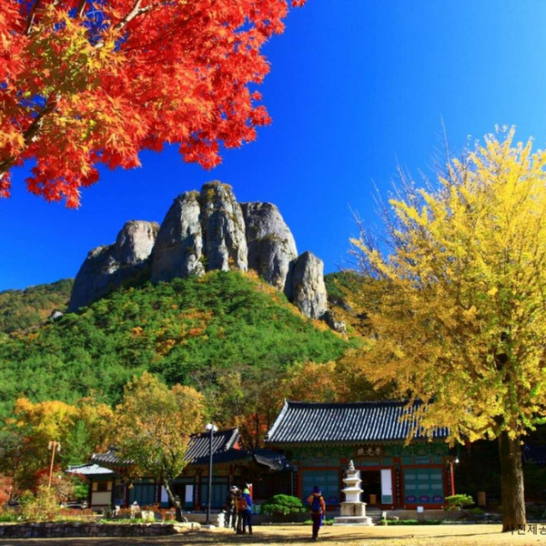 [청송안동봉화] ★산소카페 청정여행★주왕산+만휴정+월영교+선성수상길+도산서원+백두대간수목원