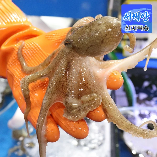 [당일조업] 서해안 태안 활 쭈꾸미 알배기 알쭈꾸미, 1개, 활쭈꾸미 1kg