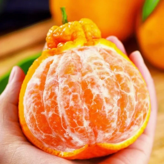 [재구매율1위] 15brix고당도 명품 못난이 한라봉, 1박스, 5kg