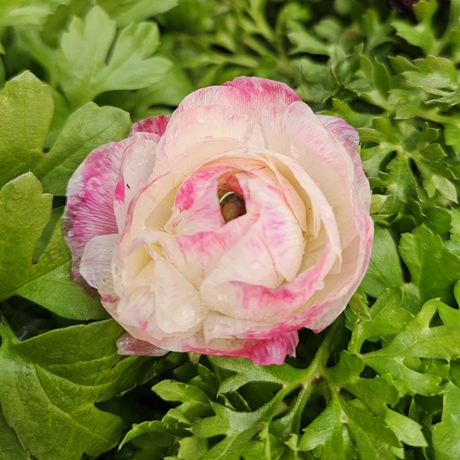 라넌큘러스 모종 받침세트 (봄시즌상품) 라넌큐러스, 1세트, 2+2 4색