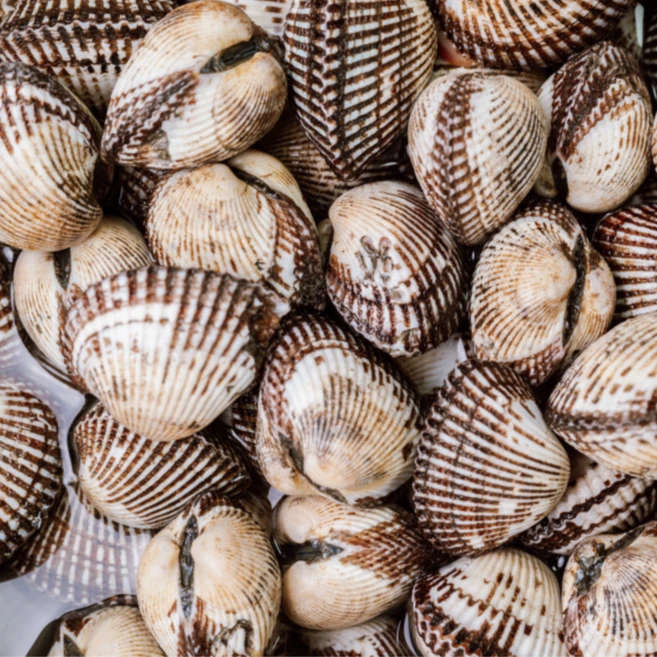 [특등품] 여수 새꼬막 생물 산지직배송, 1개, [대] 1kg