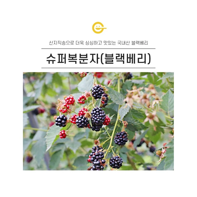 고창 햇 토종 블랙베리 슈퍼 복분자 3키로 5키로, 5kg, 1개