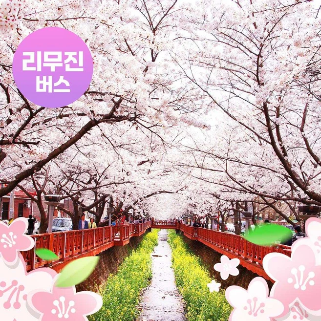 [경남] [리무진]진해 군항제 벚꽃축제+강화역 벚꽃길 벚꽃 당일여행