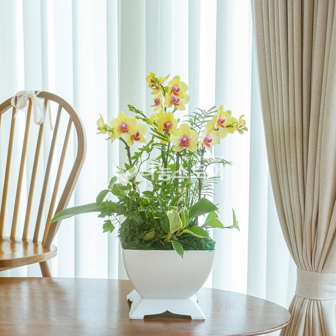 전국 저가 서양란 취임 진급 승진 개업 승진란 개업란 진급란 축하 꽃배달서비스 당일꽃배달, 미니호접노랑 소, 1개