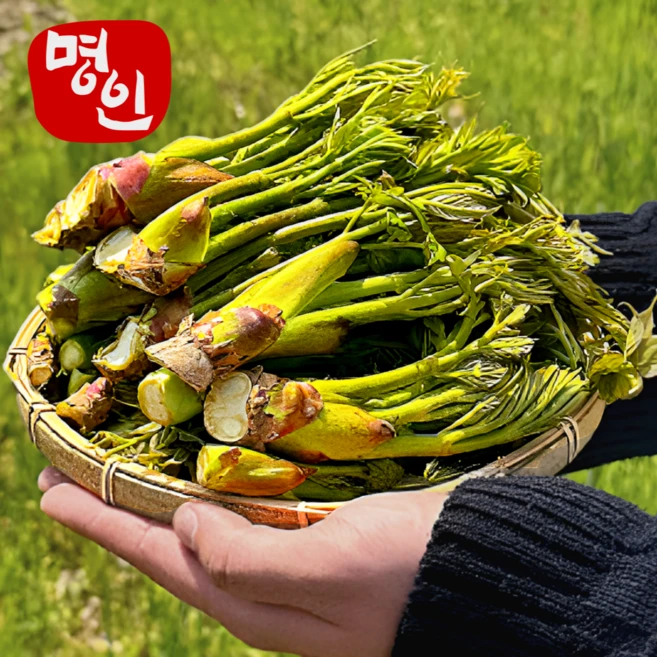 [40년명인의손길] 국내산 명품 참두릅 (특), 1개, 1kg