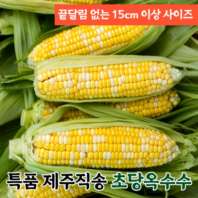 [특품선별] 국산 제주도 생 초당옥수수 당일수확 당일발송, 1박스, 5개입