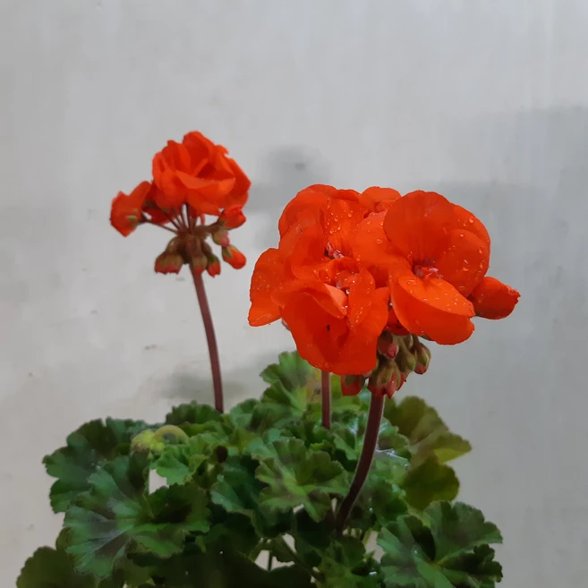 파라고늄(제라륨), 1개