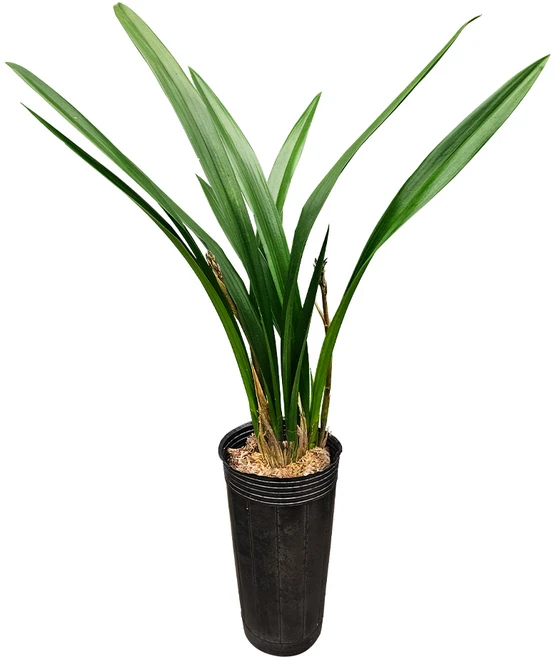 나라아트 난 산천보세(4촉) 동양란 풍란 난화분, 1개