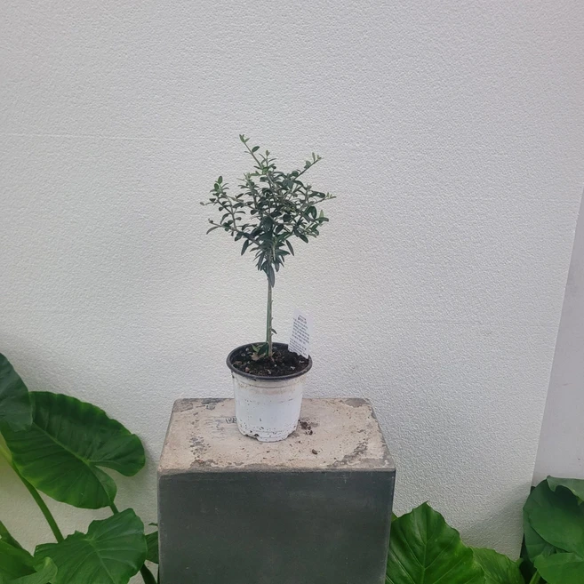 실내공기정화식물 가드닝 핫도그수형 올리브나무 외목대 35-55cm 179, 1개