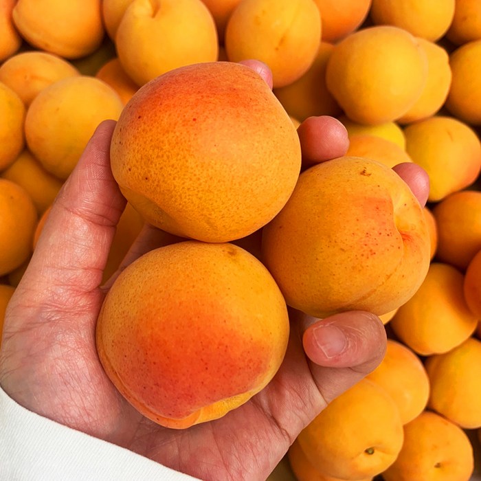 영천 만금 살구 특품, 1kg/ 2개 주문시 2.5kg발송 대표 이미지 - 살구 추천