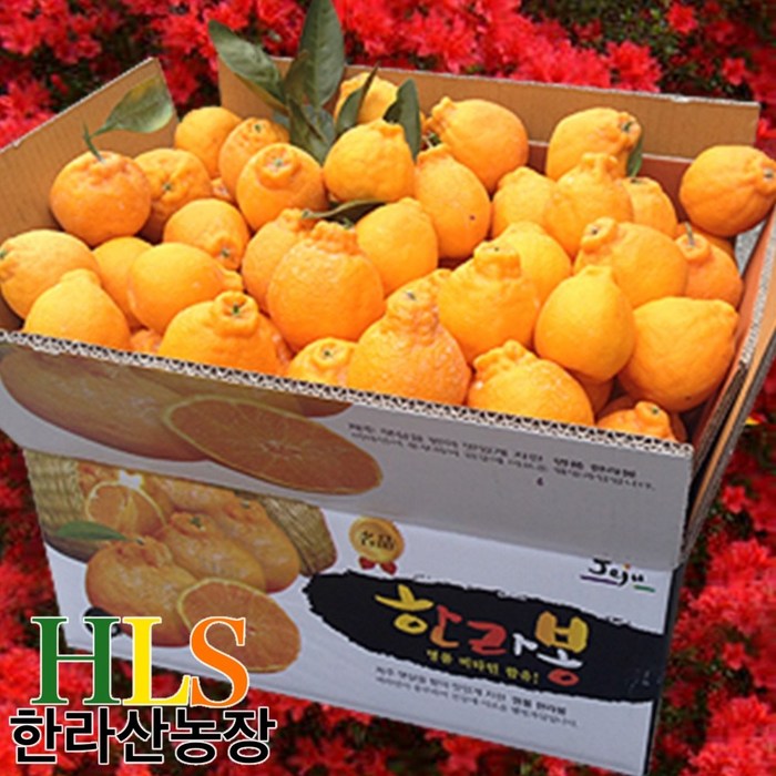 한라산농장 한라봉 10KG 랜덤1종 발송(소중/중/대) 홍보용 -불만시 무료반품- 대표 이미지 - 한라봉 추천