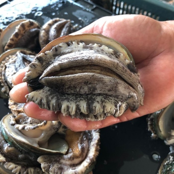 [항아리속바다] 완도 참전복 직접키운 직거래 완도 활전복, (중전복)12-13미, 1kg 대표 이미지 - 전복장 추천