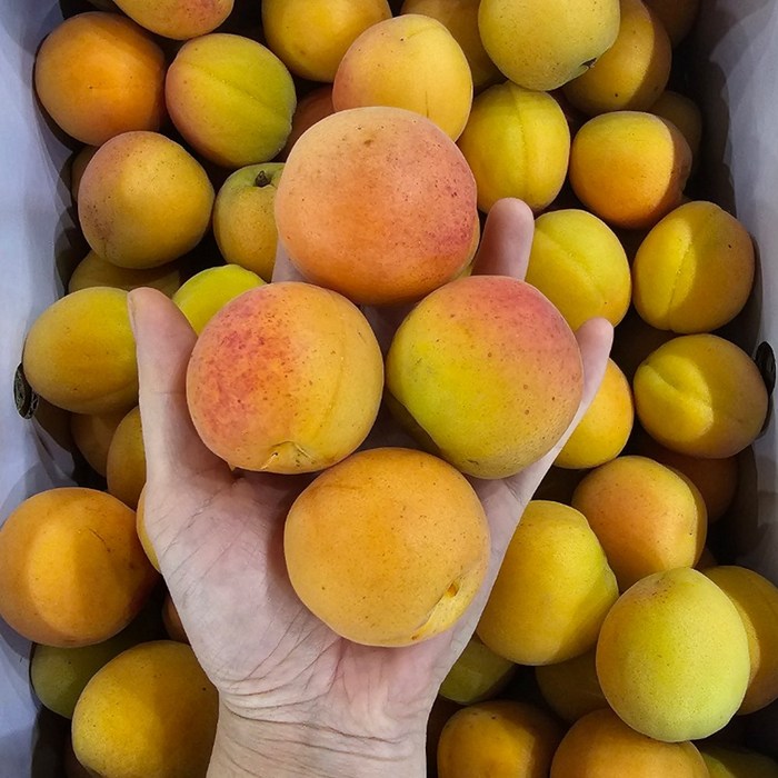 고당도 햇 살구 2kg 4kg, 1박스, 2kg 소과/꼬마 대표 이미지 - 살구 추천
