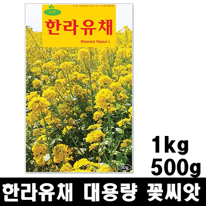 한라유채 씨앗 500g 1kg 대용량 유채꽃 씨앗 대표 이미지 - 꽃씨 추천