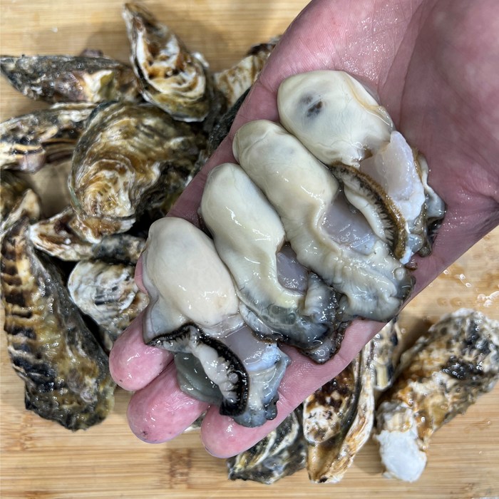 여수 석화 5kg 10kg 통영 삼배체굴 1kg 2kg, 여수석화 5kg 대표 이미지 - 석화 굴 추천