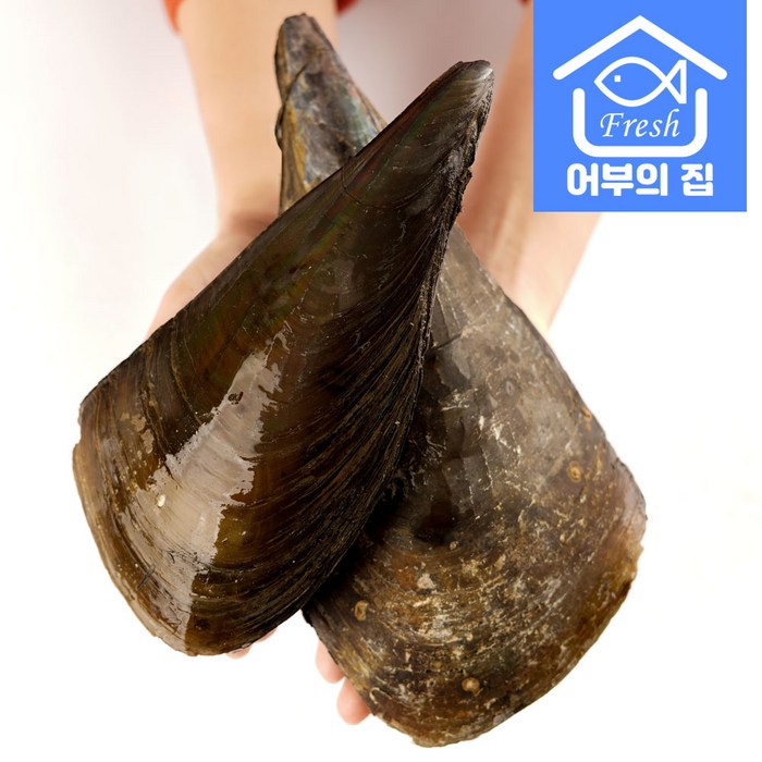 캠핑 조개구이 국산 관자 오천 키조개 1마리, 키조개 중 1마리, 1개 대표 이미지 - 새조개 추천