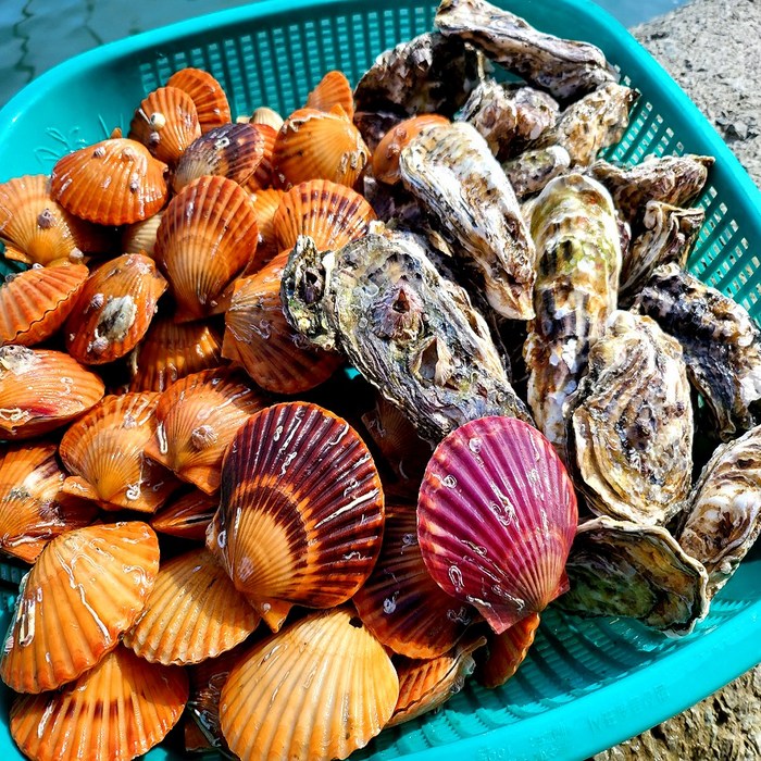 한창수산 가리비3kg+석화3kg 세트(회초장증정)/평일오후1시이전주문건 당일발송, 1box, 석화3kg+가리비3kg 대표 이미지 - 석화 굴 추천