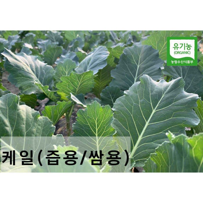 친환경 유기농 케일 (즙용/쌈용)새벽수확 산지직송, 즙용1kg, 1박스 대표 이미지 - 독소 빼기 추천