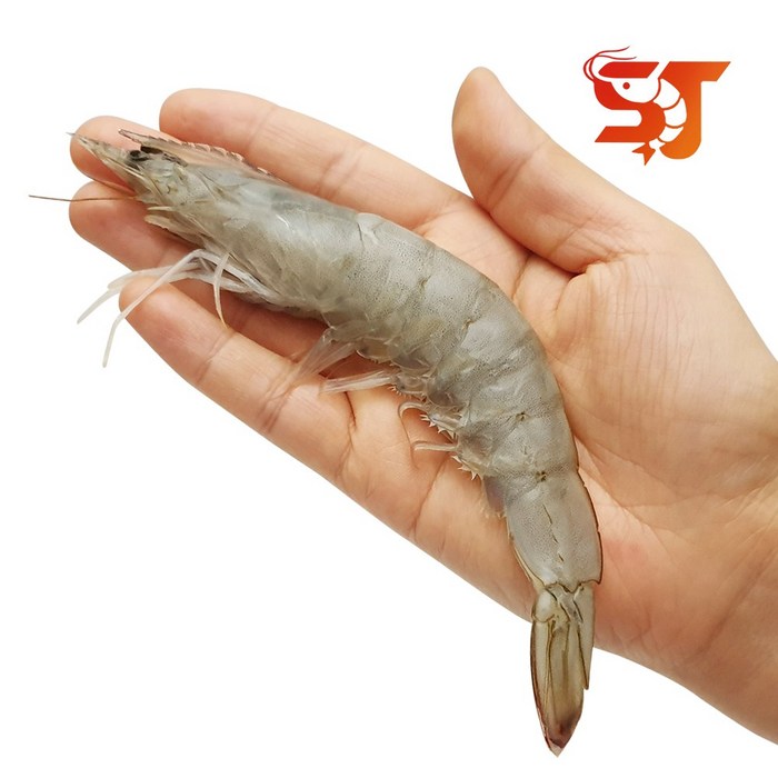 세종푸드시스템 페루 에콰도르 흰다리새우 2kg 냉동대하 간장새우 대하구이, 페루새우 40/50 (90미 내외) 대표 이미지 - 홍새우 추천