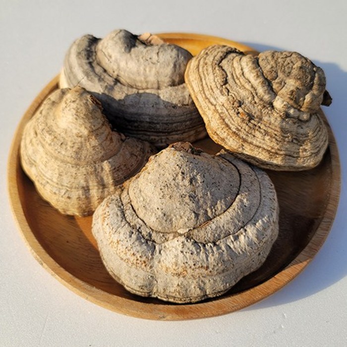자연산 말굽버섯 말발굽버섯 300g 강원도 약초꾼 직접 판매, 말굽버섯300g 깍둑, 1개 대표 이미지 - 말굽버섯 추천