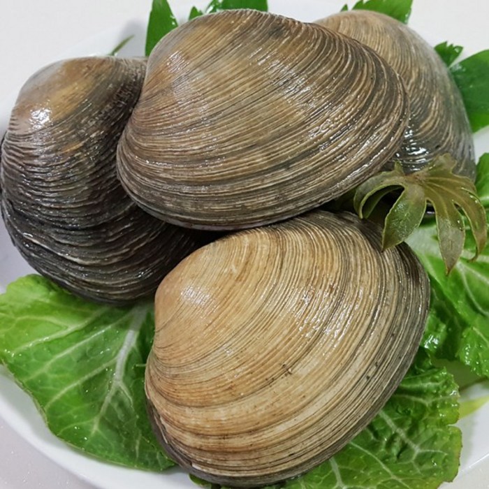 통영애찬 싱싱대합(개조개)1kg, 1kg, 1개 대표 이미지 - 개조개 추천