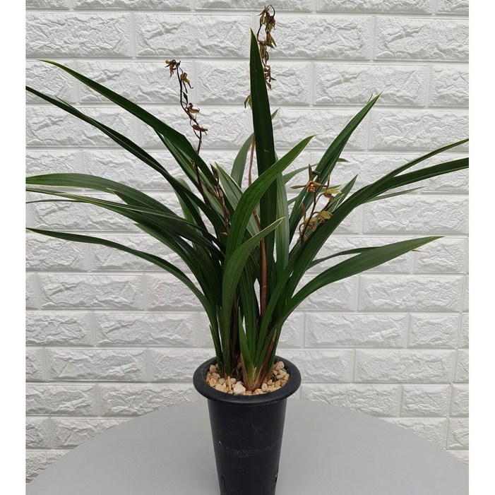 동양난 산천보세 동양란30