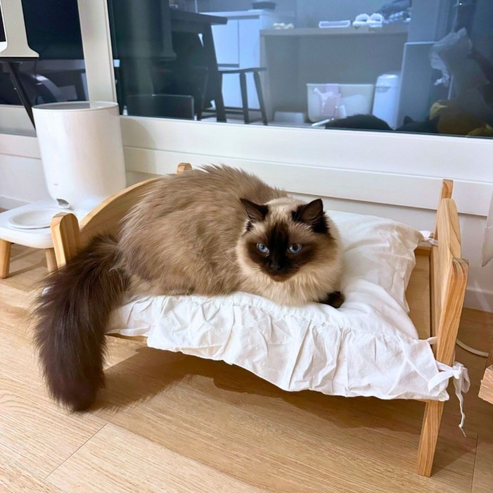 고양이 강아지 예쁜 원목침대 해먹 침대화이트시트벼개포함 인스타 림401 잔집사, 1세트, 화이트