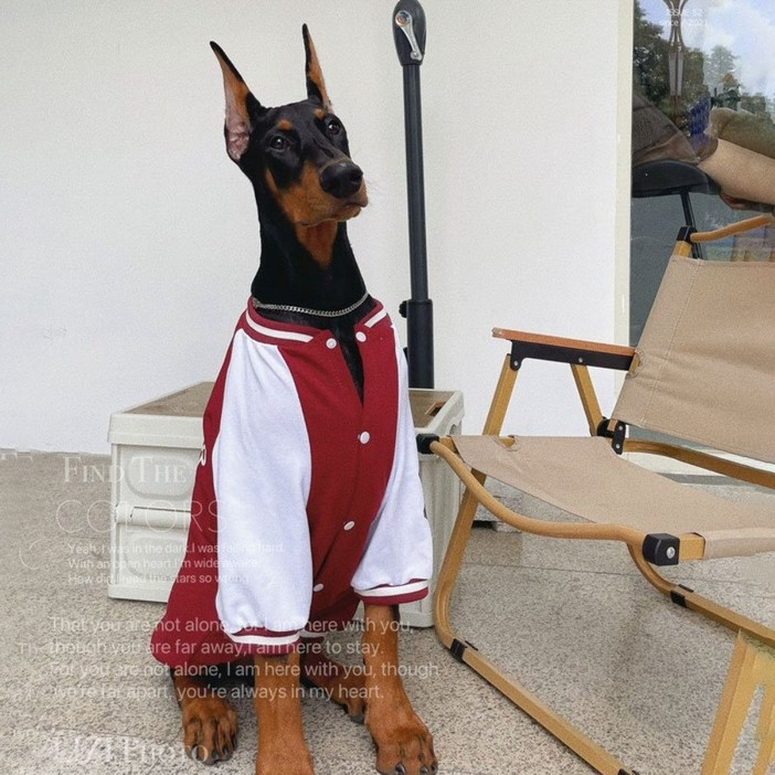 도베르만옷 리트리버 진돗개옷 대형견 중형견 야구점퍼