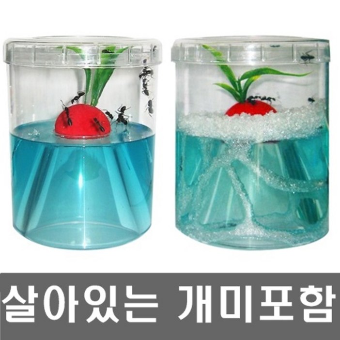 개미키우기세트(개미포함+개미집) 앤트빌/곤충키우기/관찰