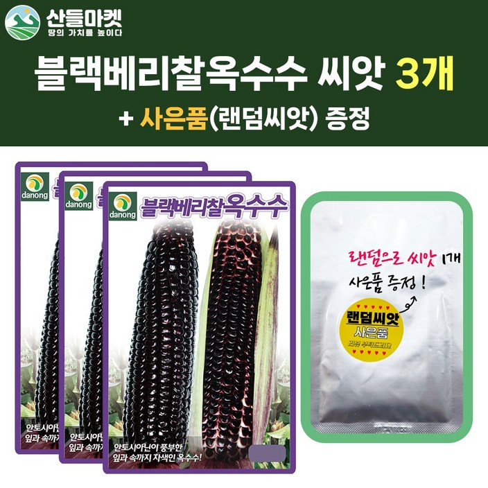 산들마켓 블랙베리찰옥수수 씨앗 70립 자색 찰옥수수씨 종자 3개랜덤씨앗1개 증정, 1개