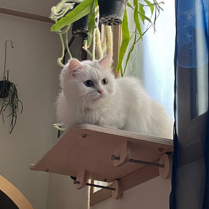 캣돌 고양이 창문 창틀 선반 해먹 캣타워, 대형아이보리
