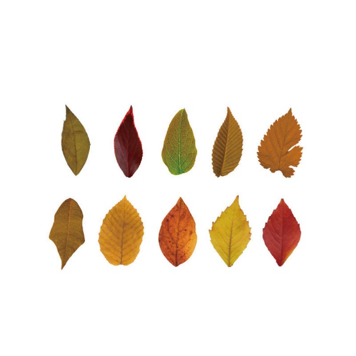 미즈코스 낙엽 점착 스티커 가을 단풍 나뭇잎 다꾸 다이어리 꾸미기