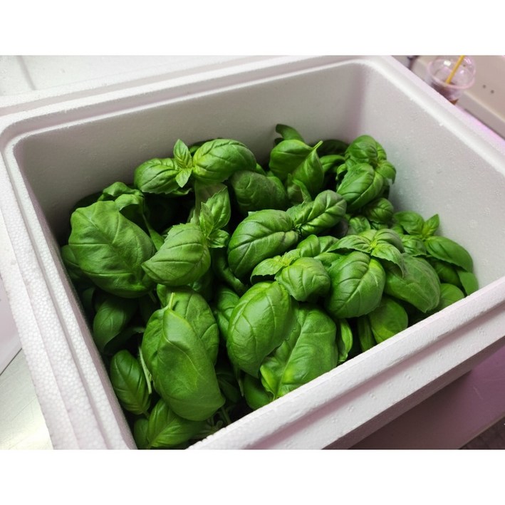 나라우람 국내산 향긋한 생바질 스위트바질, 1kg, 1개