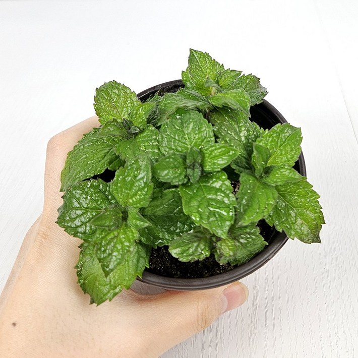 아비가든 허브 민트 6종