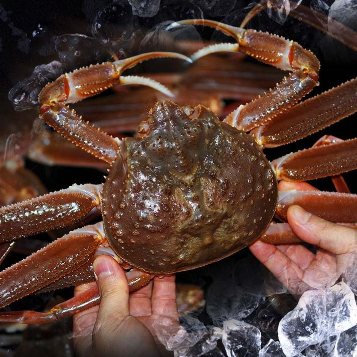 경북 포항 구룡포 당일 조업한 홍게 산지직송 깐깐하게 선별한 프리미엄 자숙(수증기로 찜) 홍게, 자숙 일반10마리 1.5kg내외 (150g내외)