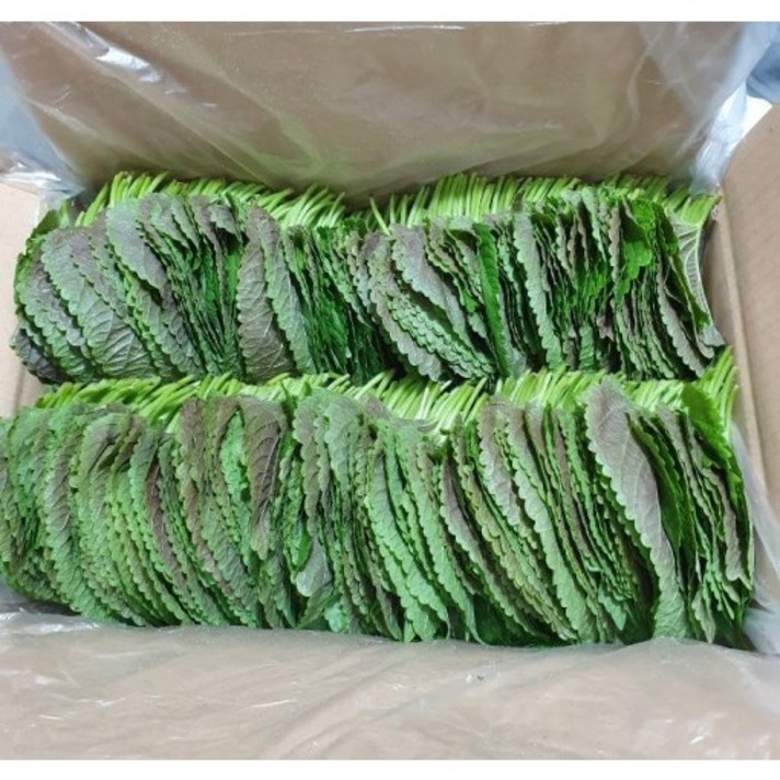 [GAP인증]밀양깻잎 500g 산지직송 직접재배 한 당일수확 깻잎장아찌용 깻잎전