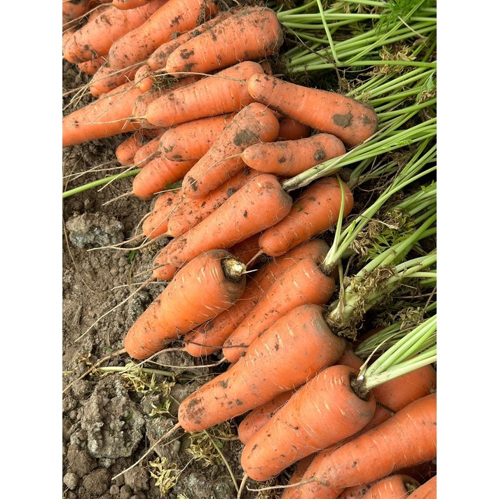 <길숙이농산>당근 흙 햇 국내산 쥬스용 주스용, 햇당근(상) – 10kg, 1개”></div>
<div class=