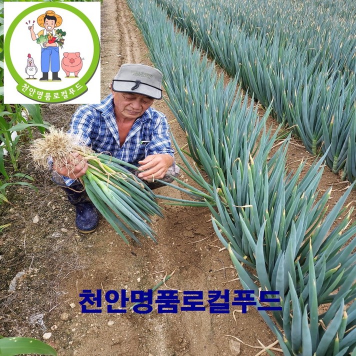 [천안명품로컬푸드] 최고급 프리미엄 농민이 직접키워 판매하는 천안흙 깐대파 1kg 3kg 5kg(경매가 가성비100%만족), 3kg.