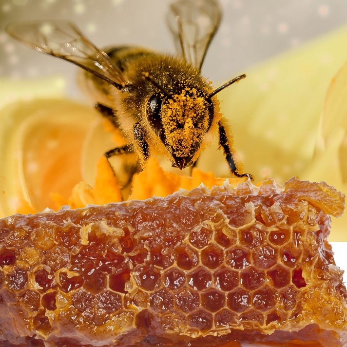 전남보성 자연산 통 벌꿀집 500g 산에서 채집한 100% 토종벌집꿀