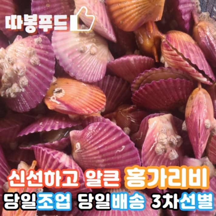[당일조업+당일배송] 경남 고성 신선 알큰 프리미엄 홍 가리비, 3kg