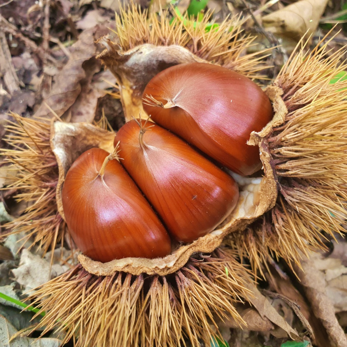 지리산 하동 비훈증 크기선별 생밤 생율밤 햇밤 일반밤 햇알밤 옥광밤 2kg, 알밤2kg(소)