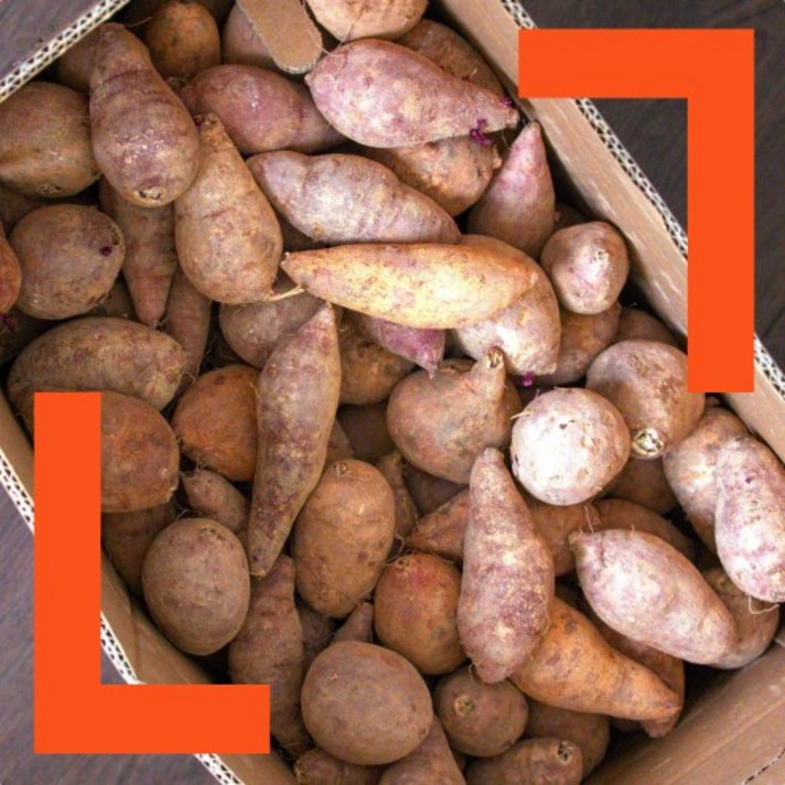  파머스넷 해남 한입 고구마, 한입고구마 5kg, 1개 