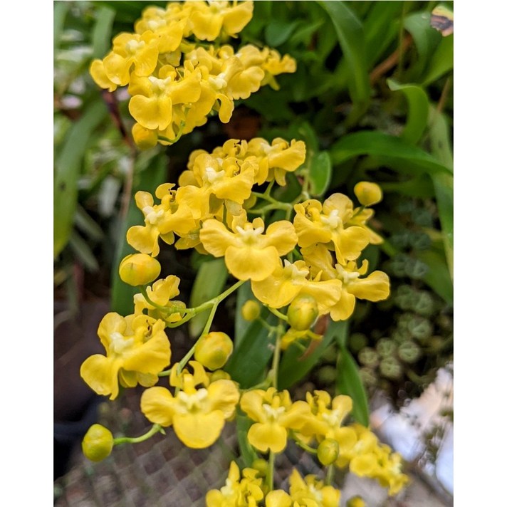 신라난농원환타지아.Oncidium cheirophorum.원종.온시디움 케어라퍼럼.향천쵸코렛향.신상품입고.예쁜노랑색.필독뒷사진참고.