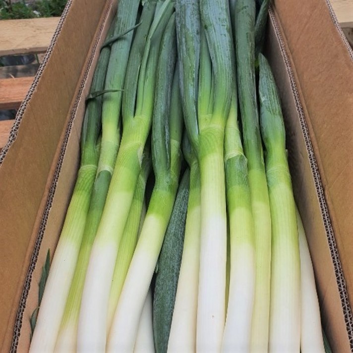 신선 식자재 수입 깐대파 10kg 1box