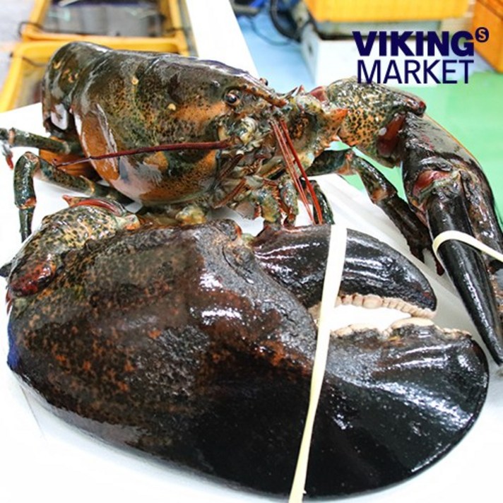캐나다 직수입 활 랍스터, 1kg(900-1kg)